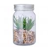 Decoratieve plant Kyala